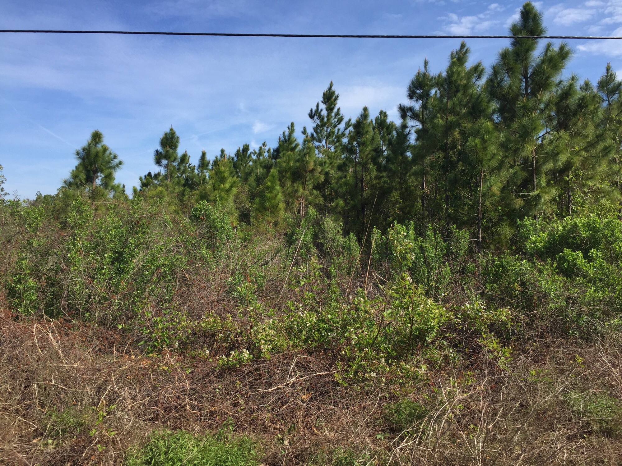 4.3 acres near Lake Ashby only 34,900! New Smyrna Beach! Susan Logan
