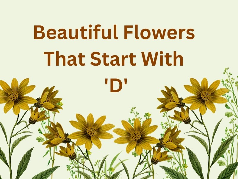 Beautiful Flowers That Start With D Samtana