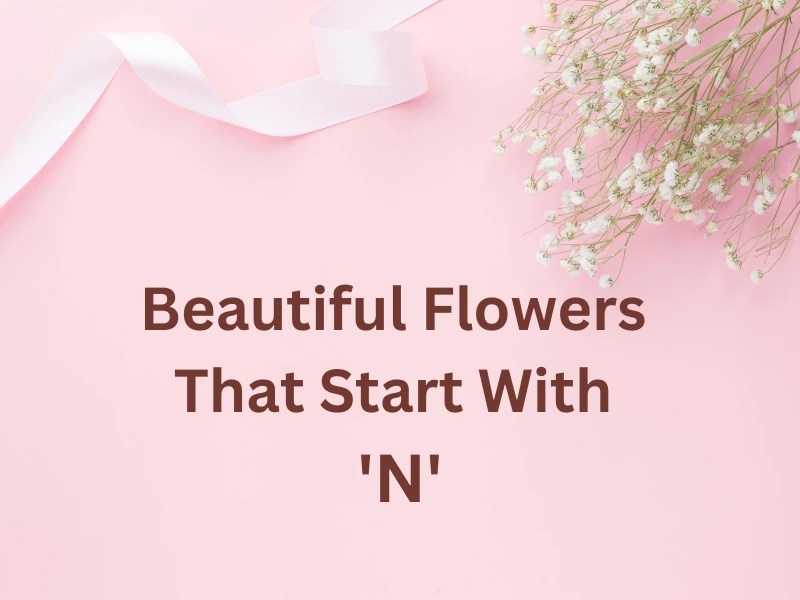Beautiful Flowers That Start With N Samtana