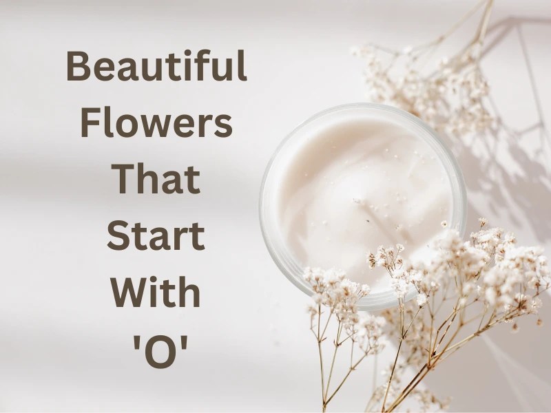 Beautiful Flowers That Start With O Samtana
