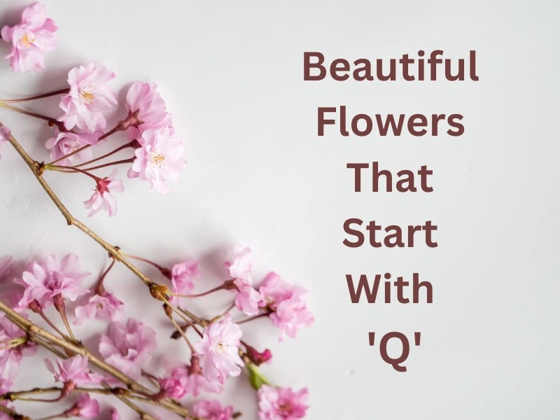 Beautiful Flowers That Start With Q Samtana