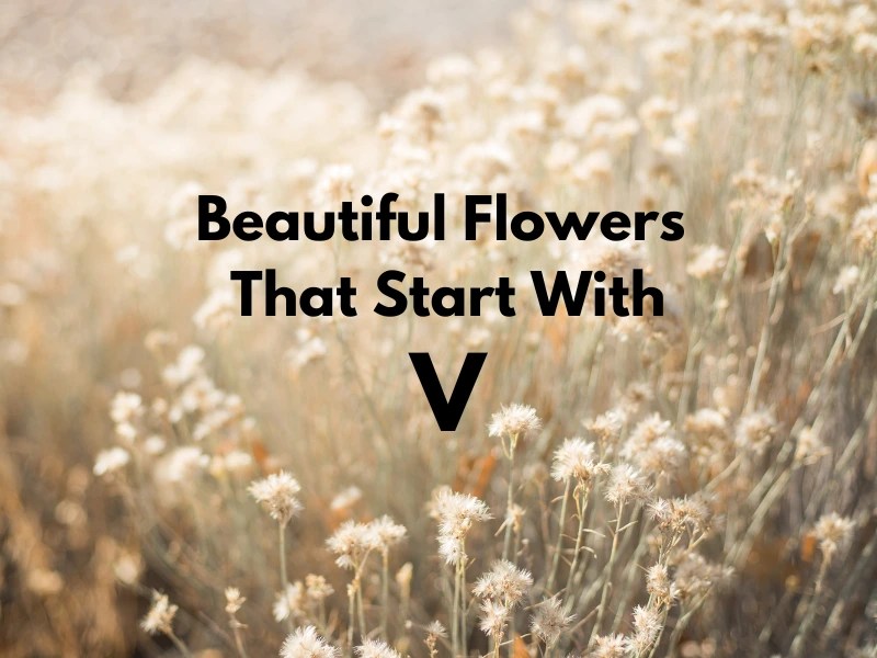 Beautiful Flowers That Start With V Samtana