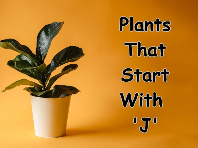 Plants Starting With J [Full List] Samtana