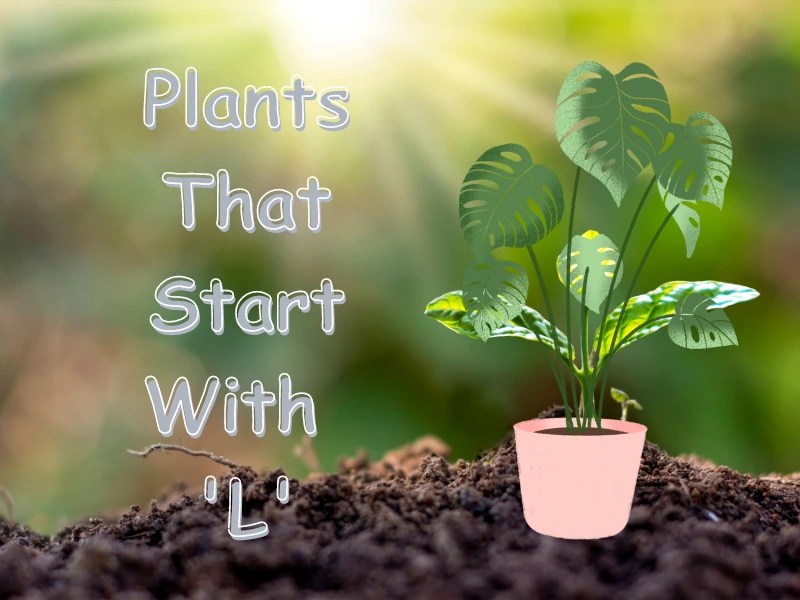 Plants Starting With L [Full List] Samtana