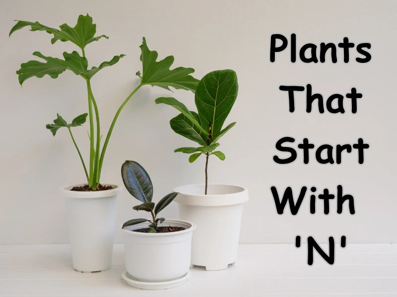 Plants Starting With N [Full List] Samtana