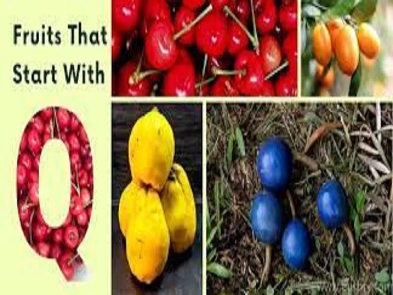 Fruits That Start With Q Fruits Begins With Q Samtana