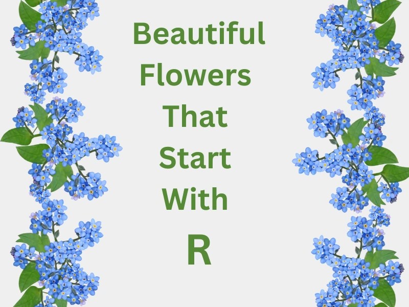 Beautiful Flowers That Start With R Samtana