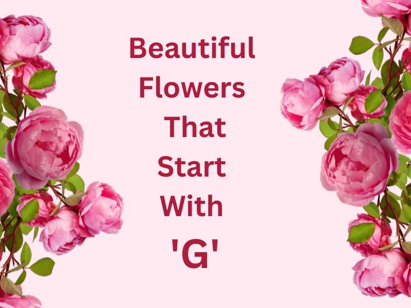 Beautiful Flowers That Start With G Samtana