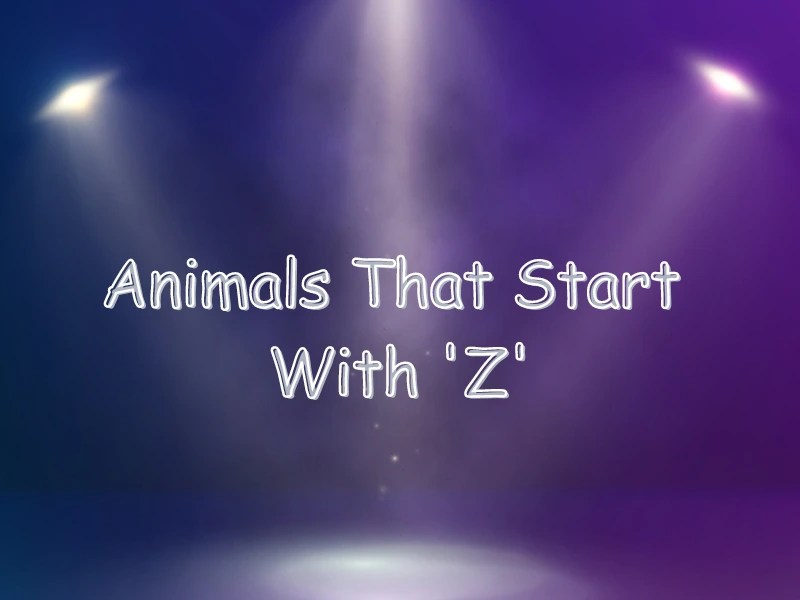 Animals That Start With Z (Interesting Facts) Samtana