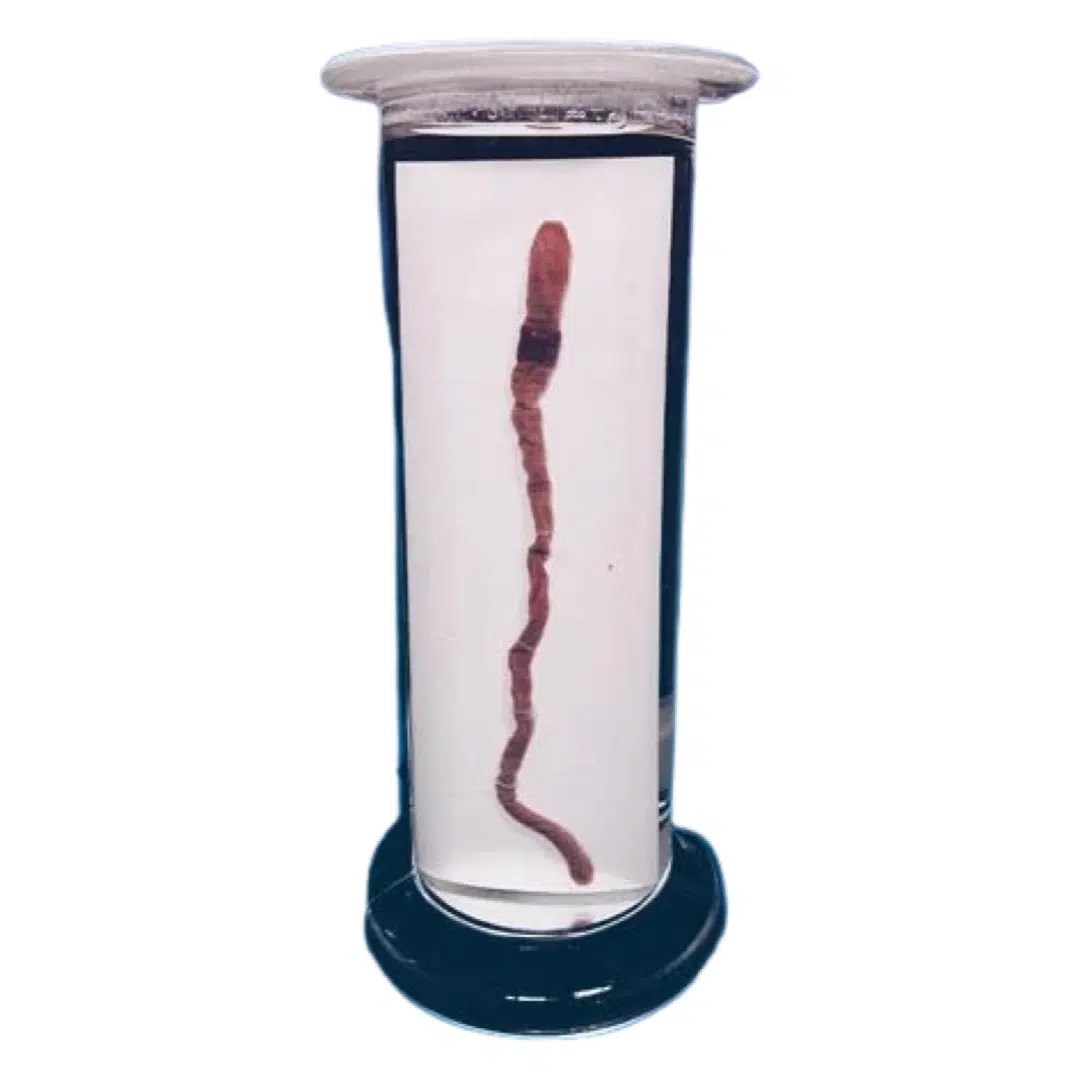 Zoology Specimen (Special) Biology Specimens in Plastic Jar