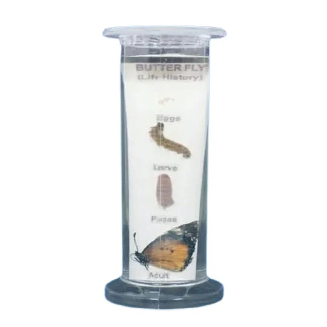 Life History of Specimens Biology Specimens in Plastic Jar