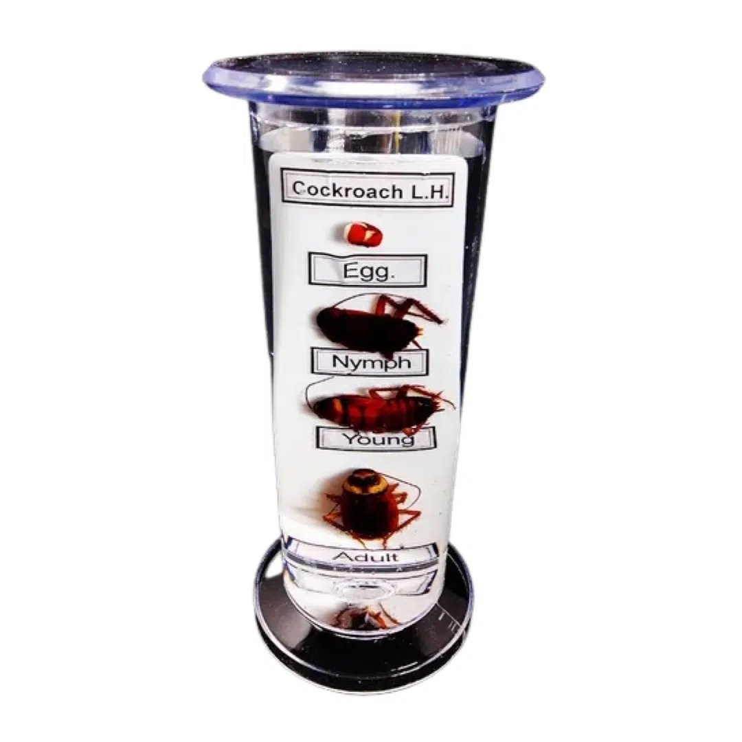 Life History of Specimens Biology Specimens in Plastic Jar