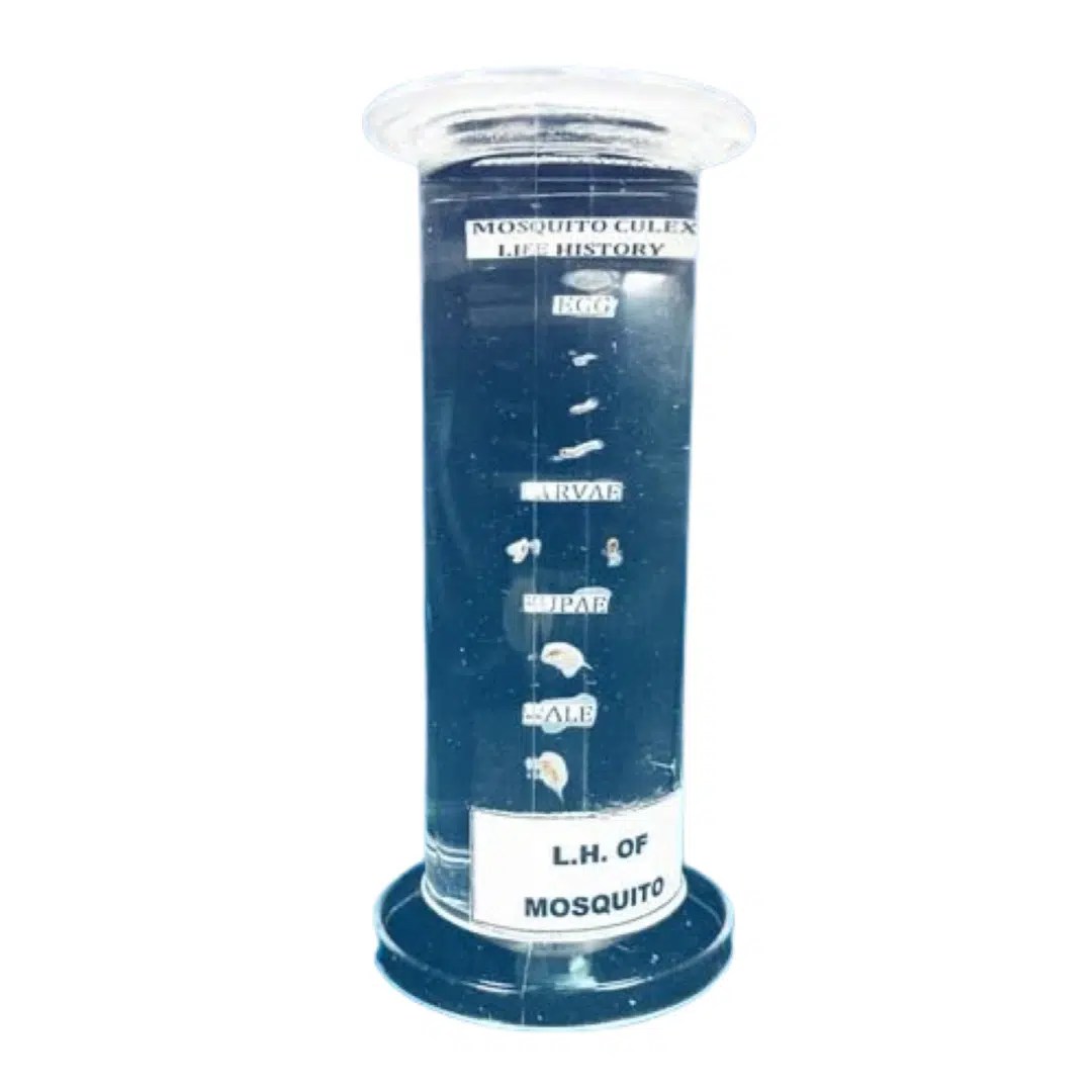 Life History of Specimens Biology Specimens in Plastic Jar