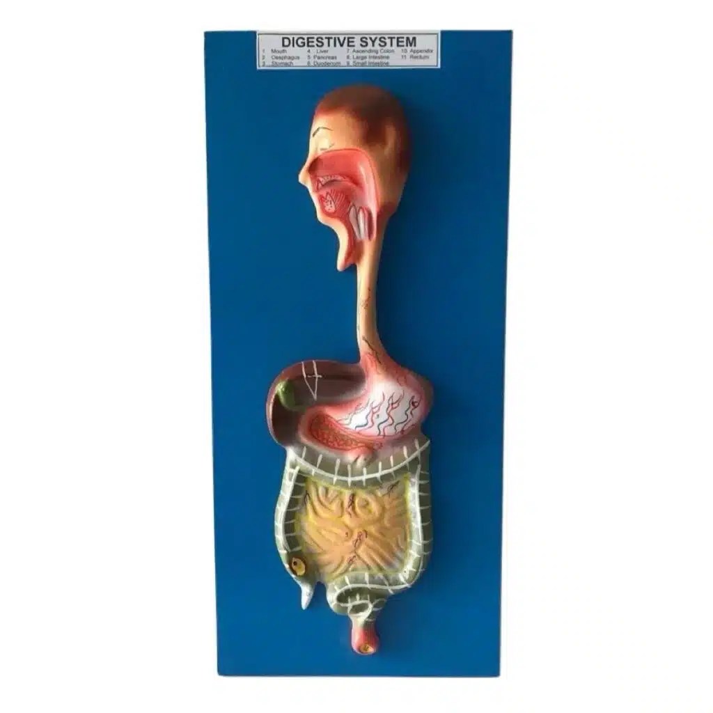 Digestive System Model at ₹270 | Manufacturer in Ambala