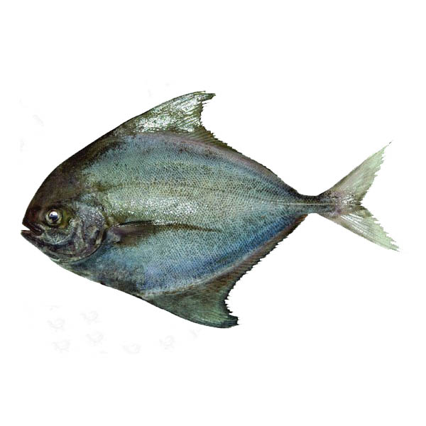 Avoli/Black Pomfret Frescor Foodworks Pvt Ltd