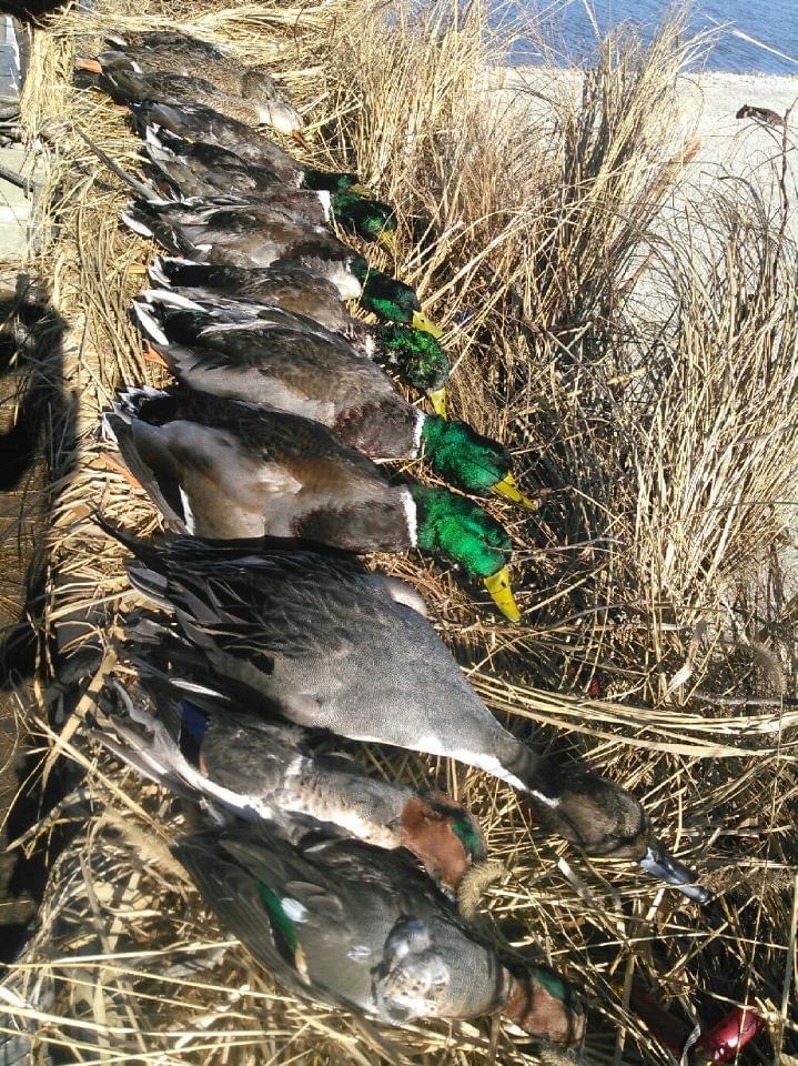 Samuels Outfitter LLC Guided Waterfowl Hunts Burlington Jct., MO