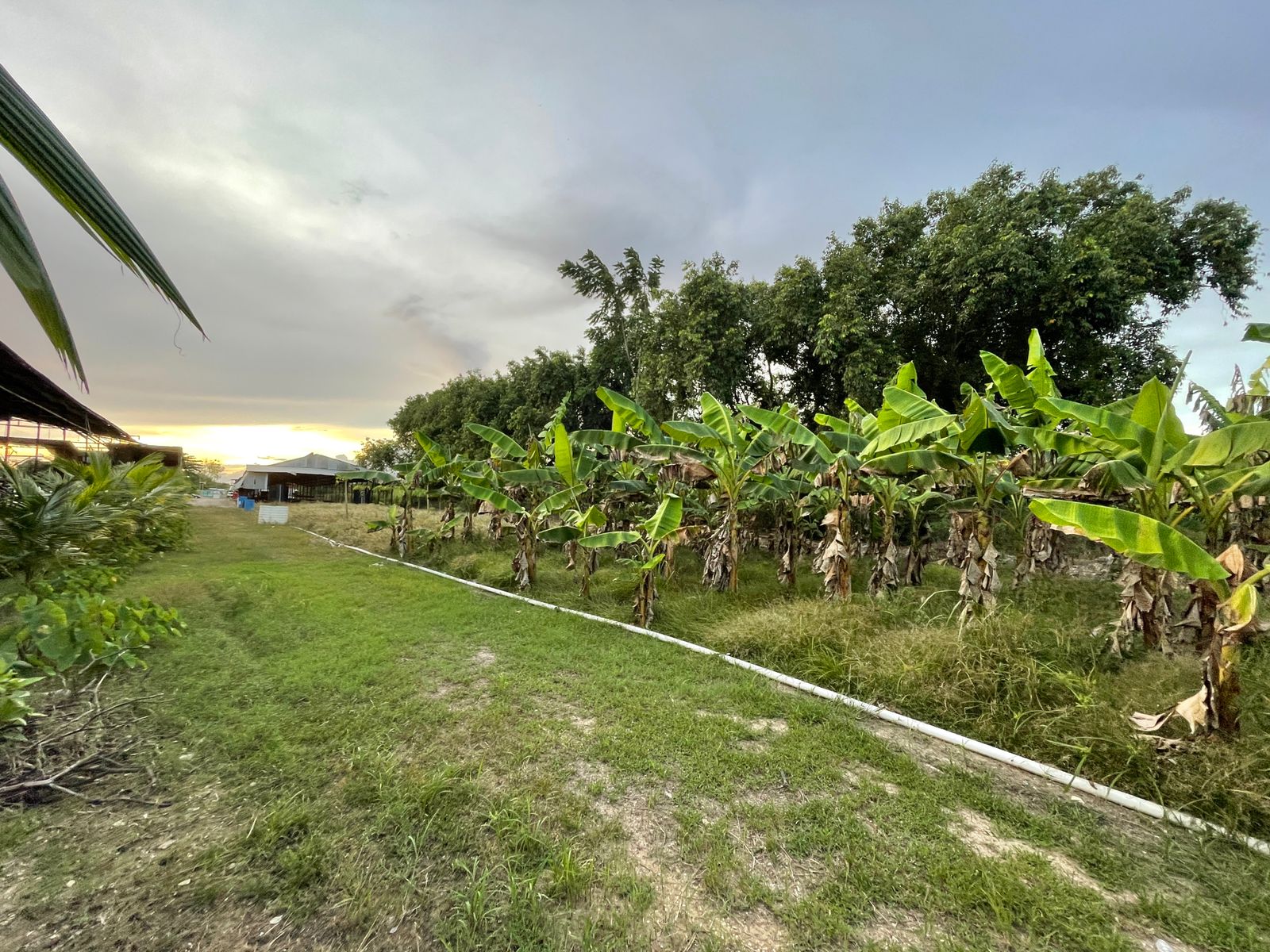 Chicken Farm for Sale Samuel’s Realty and Transport