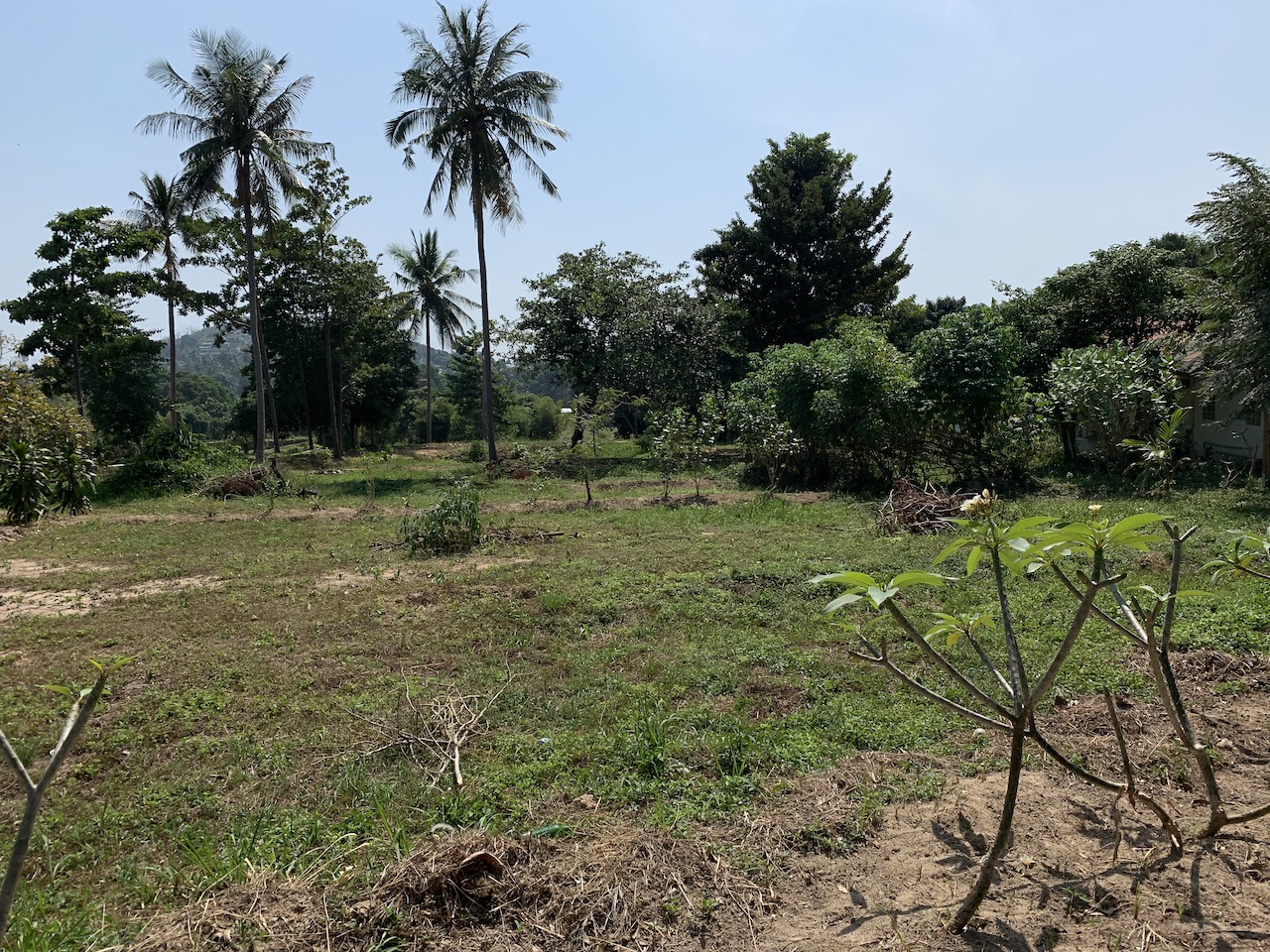 Samui Land Koh Samui Real Estate Agency Land For Sale