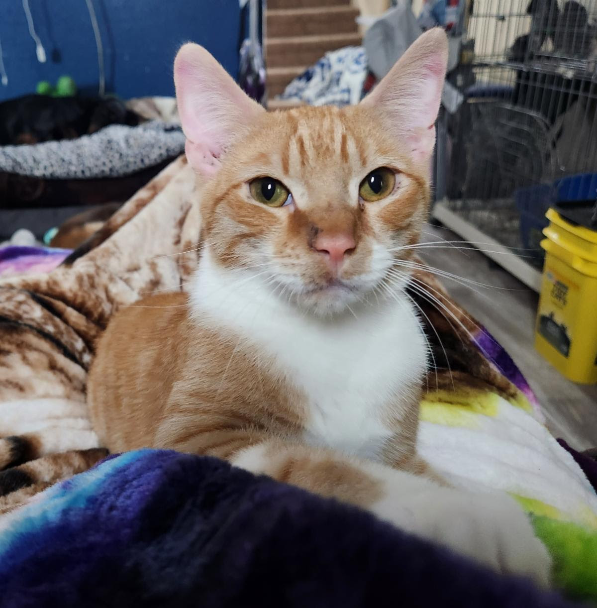 mango San Antonio Feral Cat Coalition