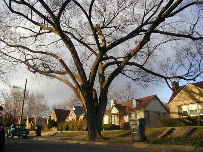 Tree Service Pictures San Antonio Tree Surgeons Part 2
