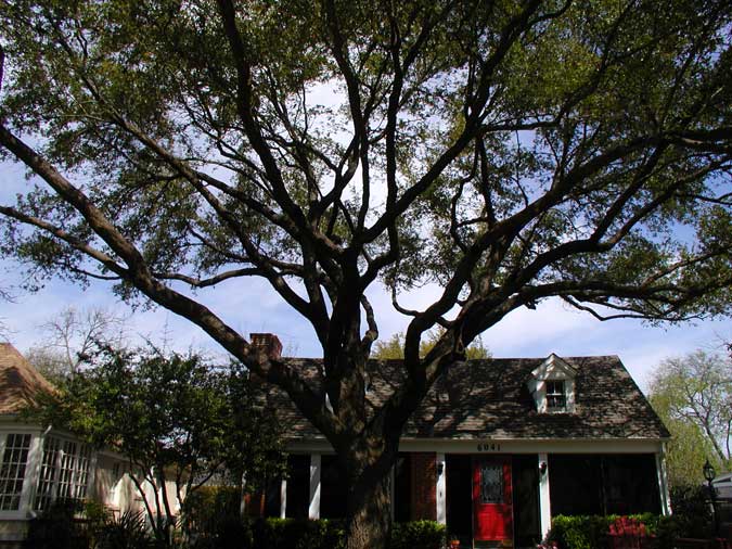 Tree Service Pictures San Antonio, Tx San Antonio Tree