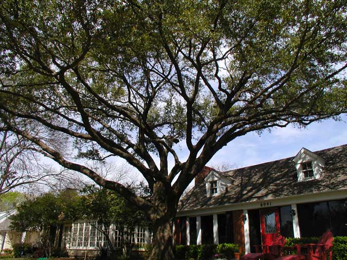 Tree Service Pictures San Antonio, Tx San Antonio Tree