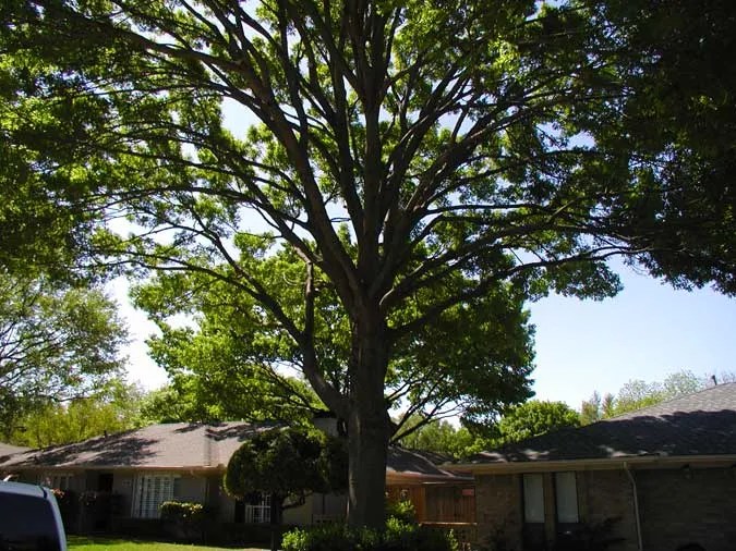 Tree Service Pictures San Antonio, Tx San Antonio Tree