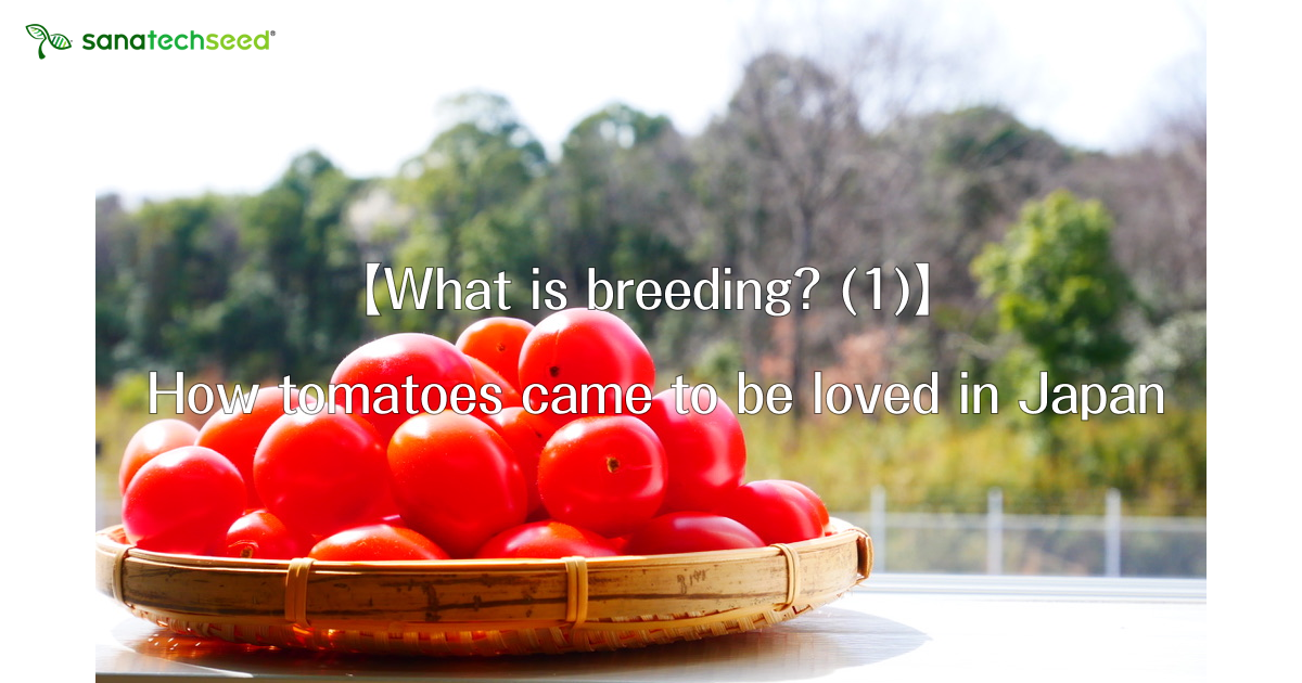 [What is Breeding? (1)]How tomatoes came to be loved in Japan サナテック