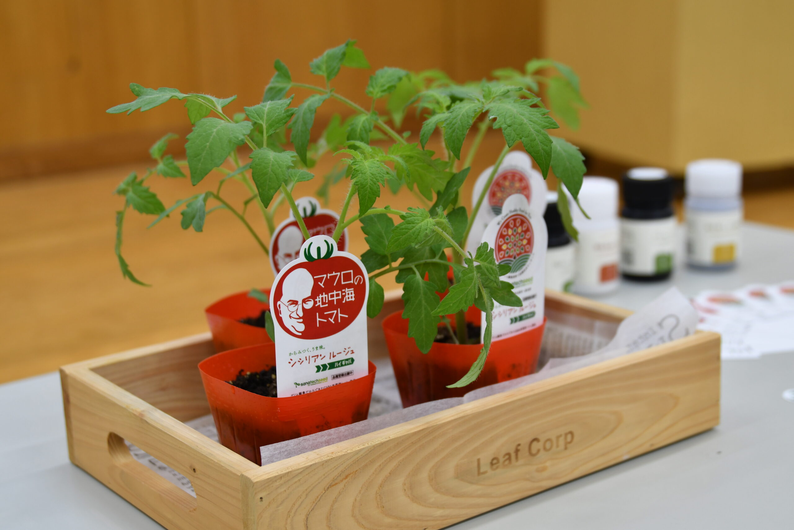 Sale of 1st CRISPRCas9 gene edited tomato seedlings begins in Japan