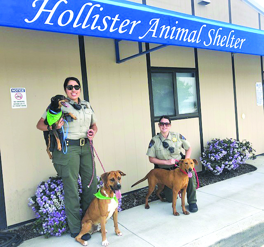 Shelter released more live animals in 2019 Hollister
