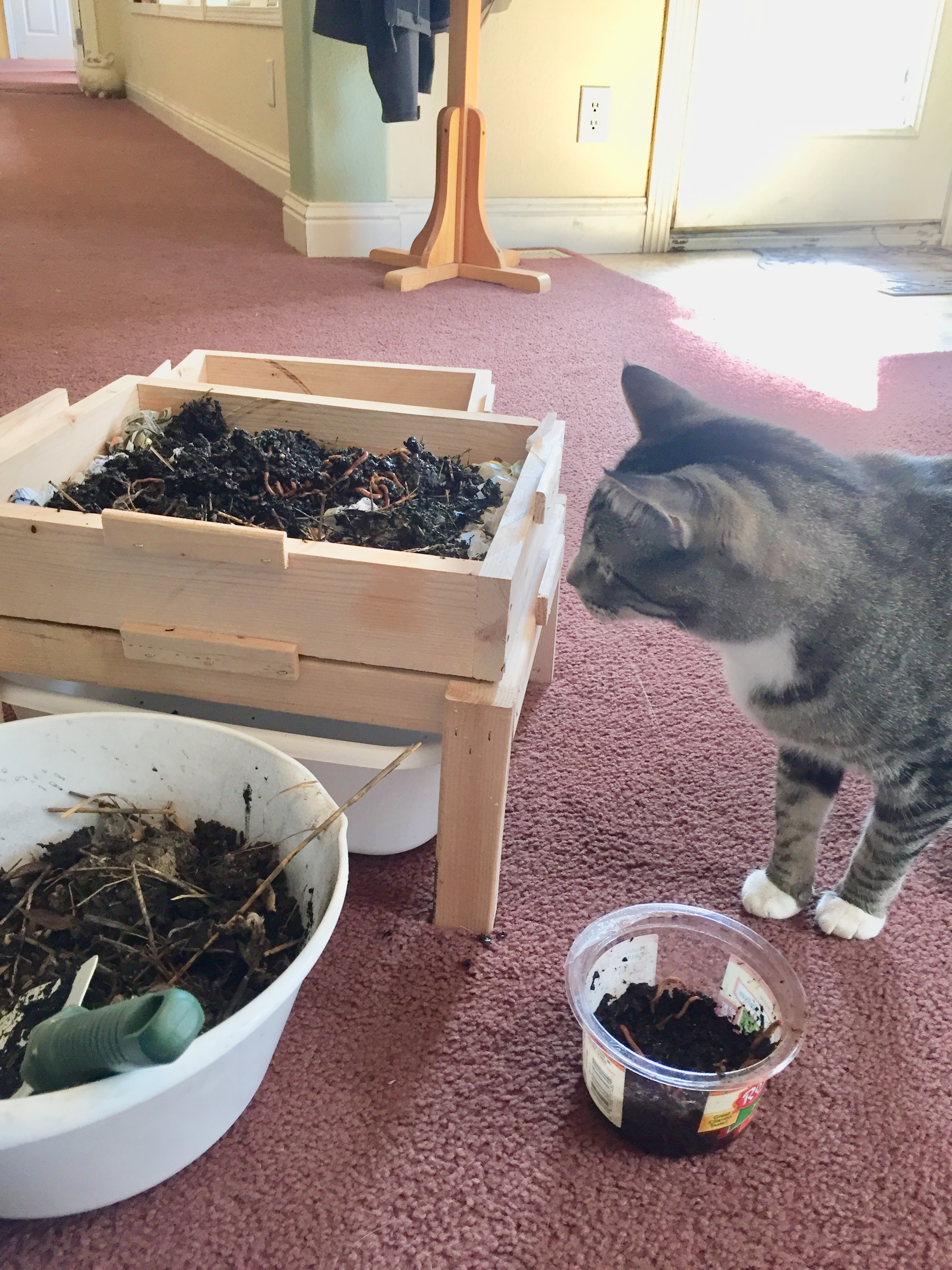 Rio Sets Up a Worm Composting System Sanctuary One