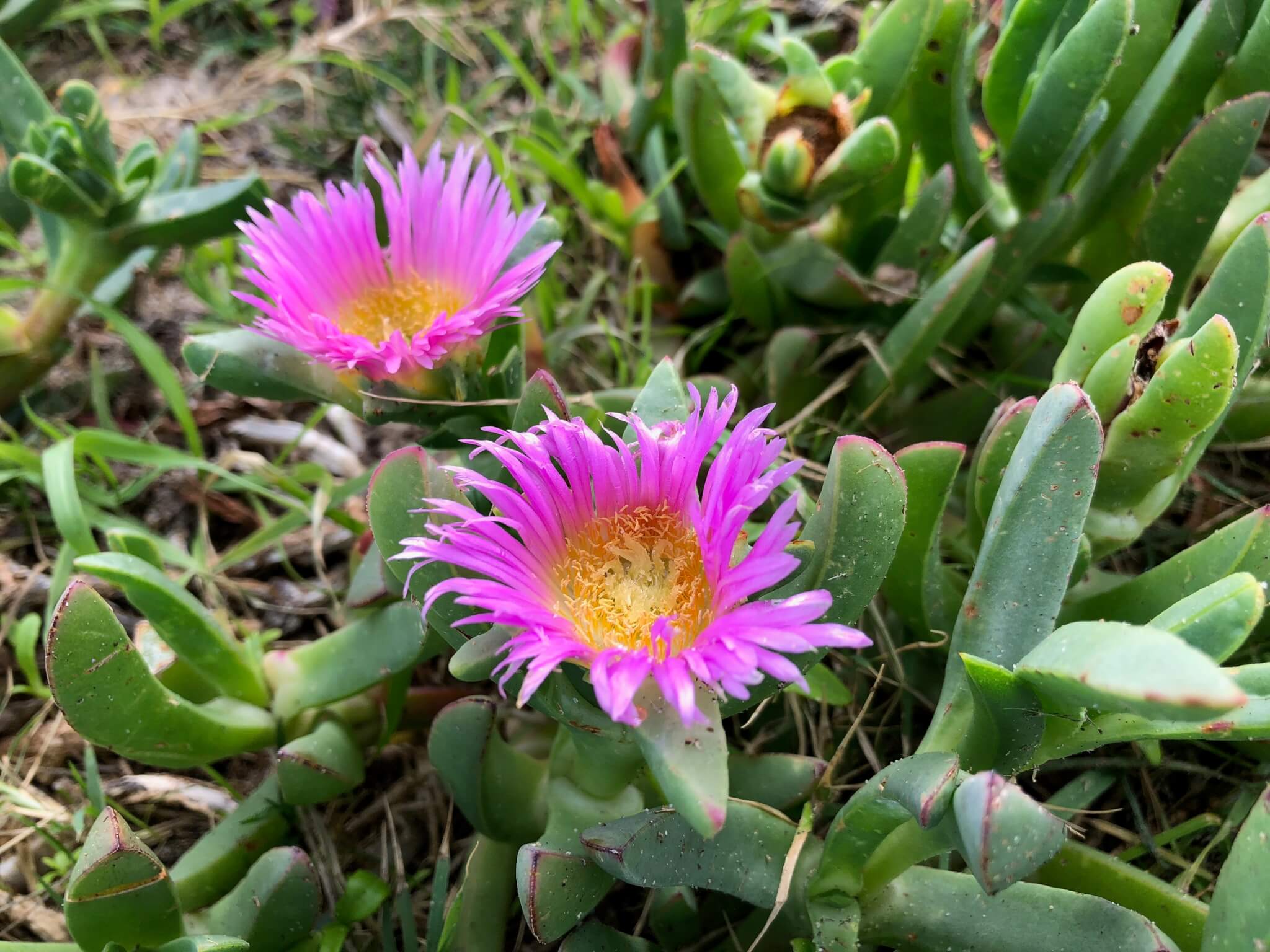 Pigface Plant Varieties
