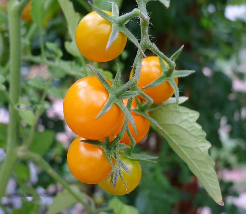 Patio Tomatoes to Grow Sanctuary Soil