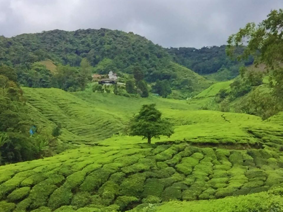 History and Beauty At The Boh Tea Plantation in Cameron Highlands, Malaysia