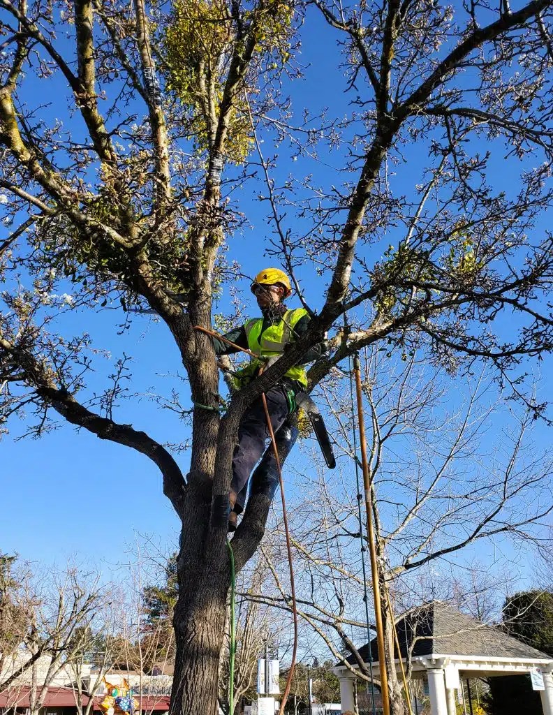 Tree Care Sandborn Tree Service, Inc. Sebastopol, CA