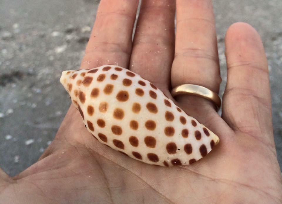 Professionally Guided Southwest Florida Shelling Tours » Find Rare Shells