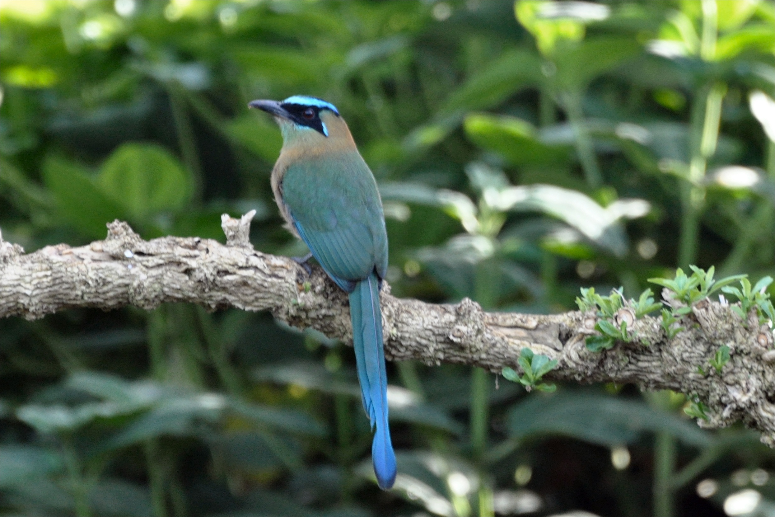 Birding Costa Rica 2009