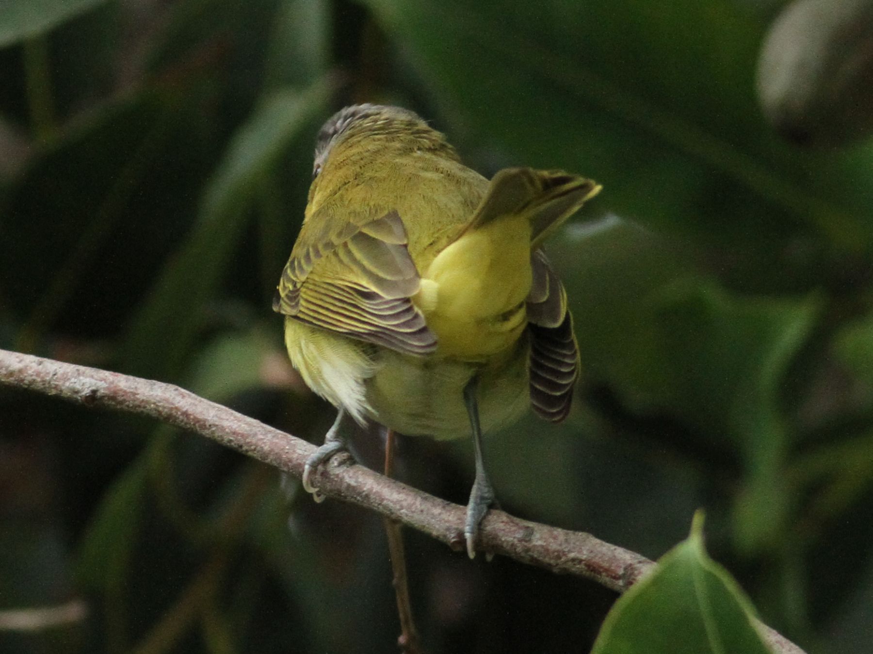 Vireos San Diego Birding