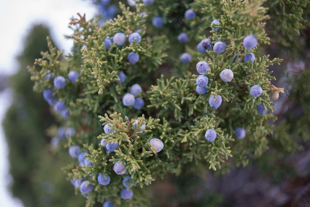 The Language of PinyonJuniper Trees San Diego Free Press