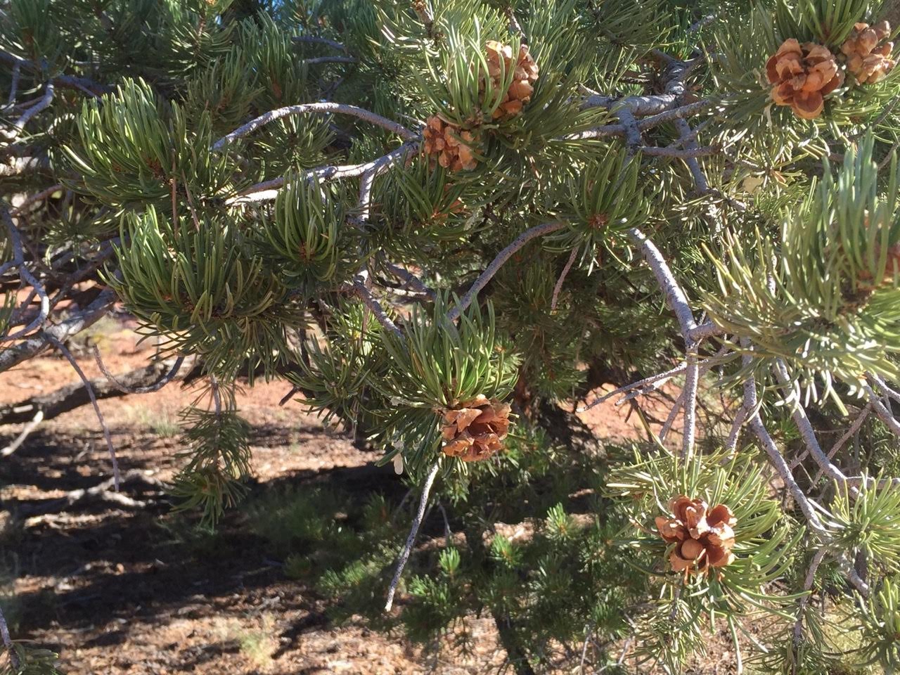 The Language of Pinyon-Juniper Trees