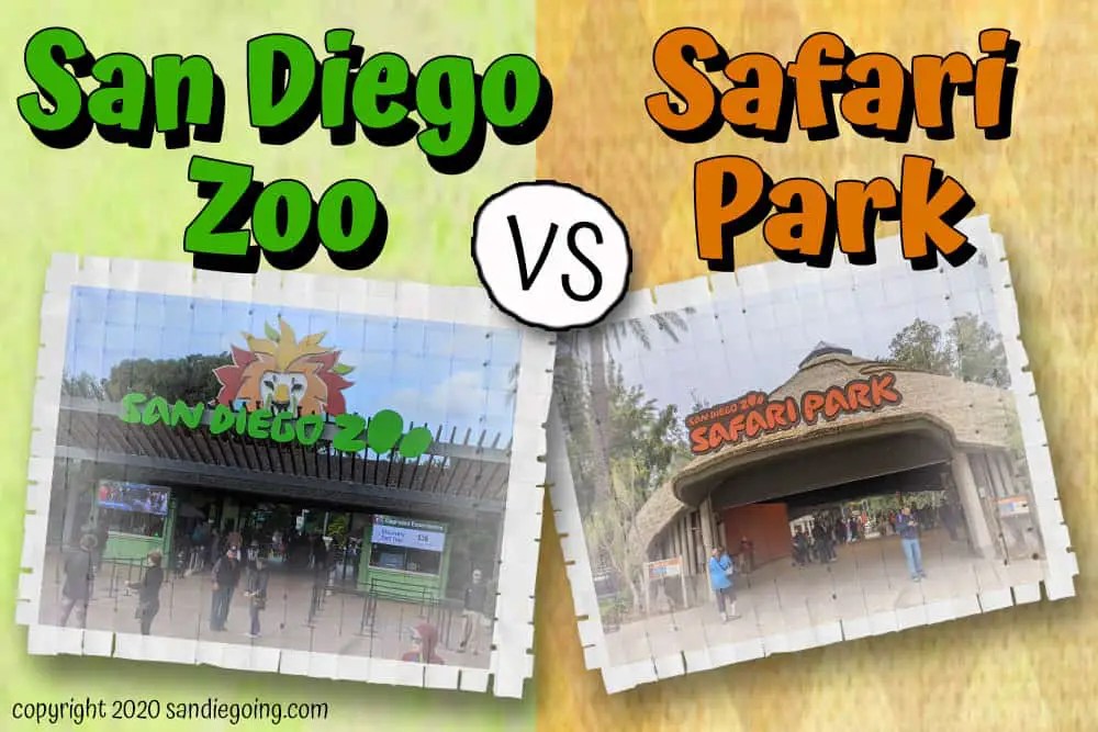 13 San Diego Zoo vs Safari Park DifferencesWhich is Best? SanDiegoing