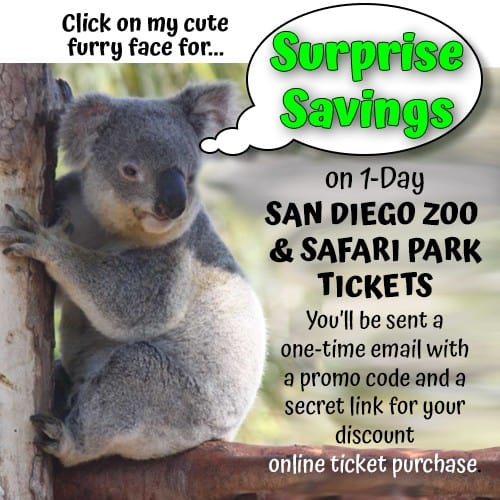 San Diego Zoo Safari Park What You’ll Want to Do & See 2024