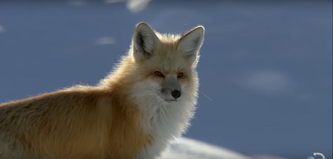 Are Foxes Dangerous to Humans?