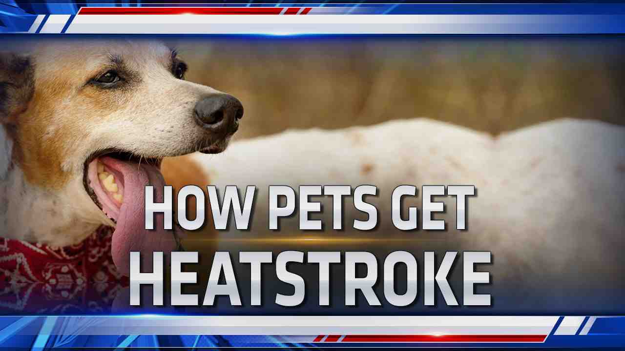 How many dogs can I own in San Diego County? San Diego Professional