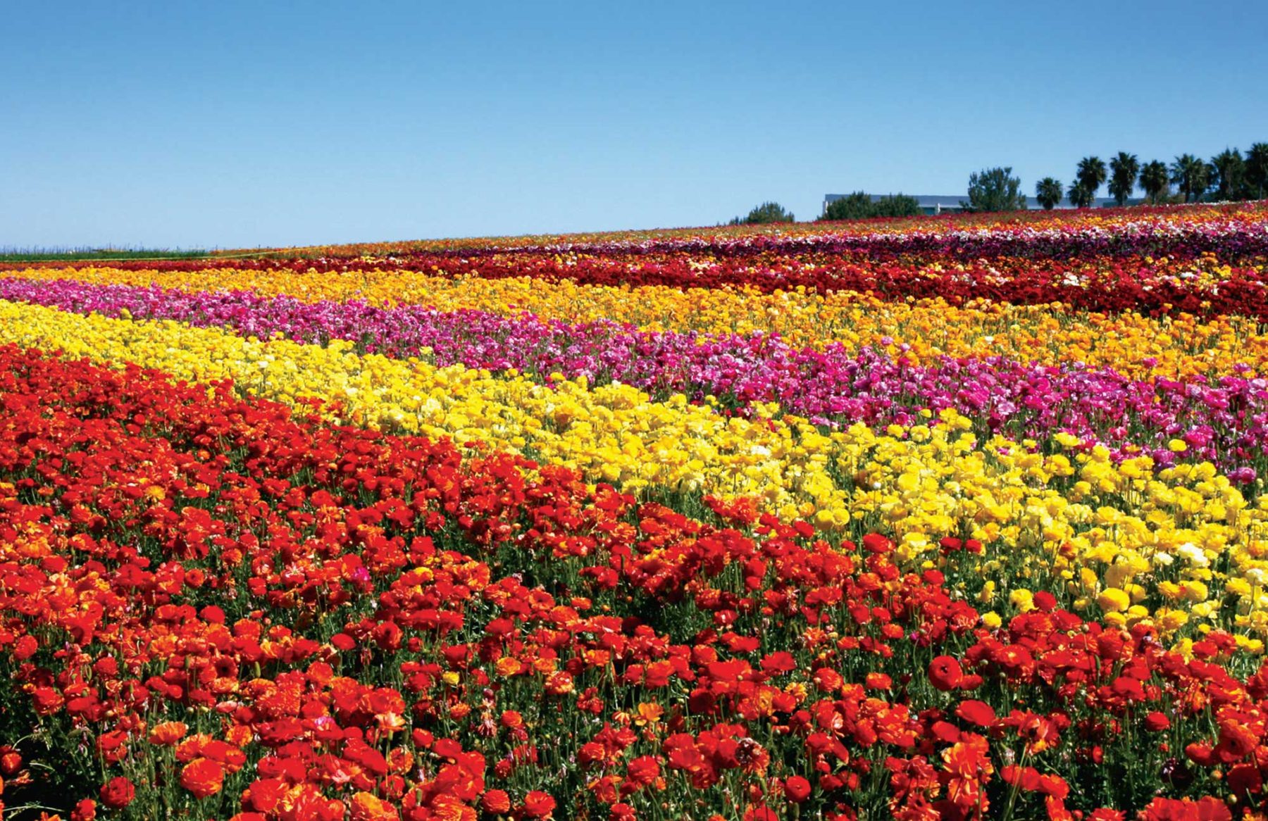 Spring Flower Fields San Diego Sailing Tours 1 Sailing Tour in San Diego = "We'll Sail You