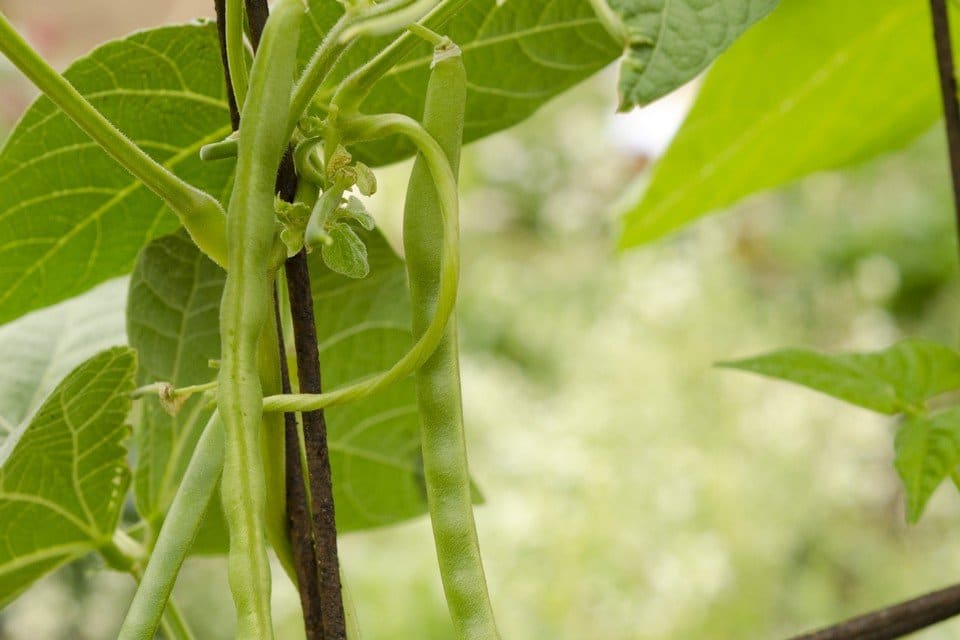 Kentucky Wonder Pole Bean Seeds — San Diego Seed Company