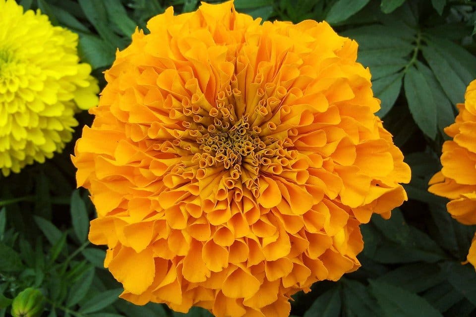 Organic Giant Orange Marigold Seeds — San Diego Seed Company