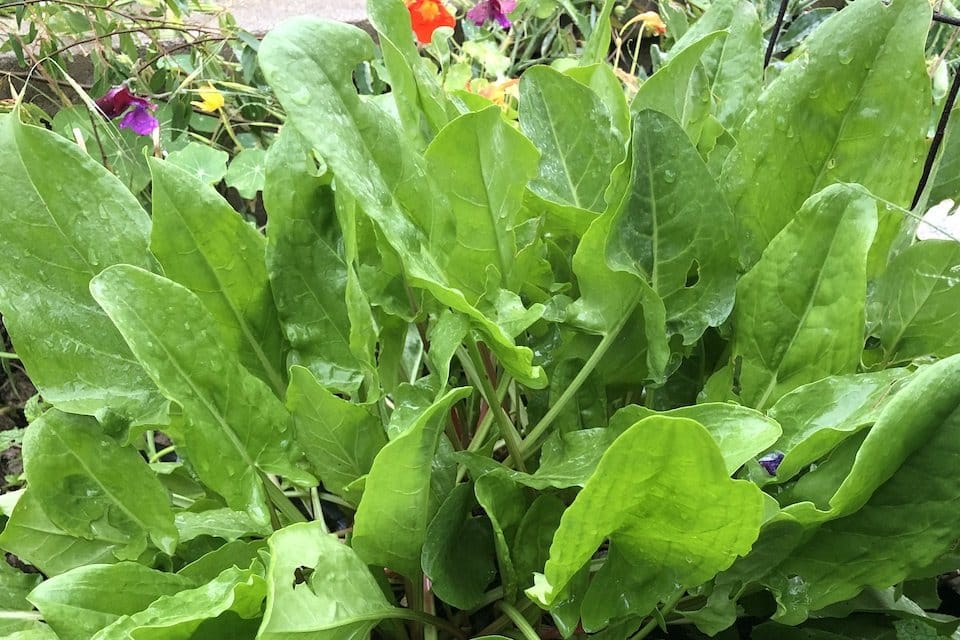 Large Leaf Sorrel Seeds — San Diego Seed Company
