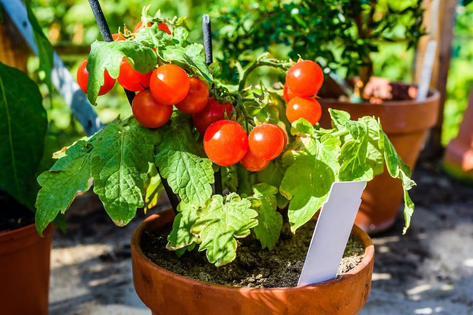 Tiny Tim Tomato Seeds — San Diego Seed Company