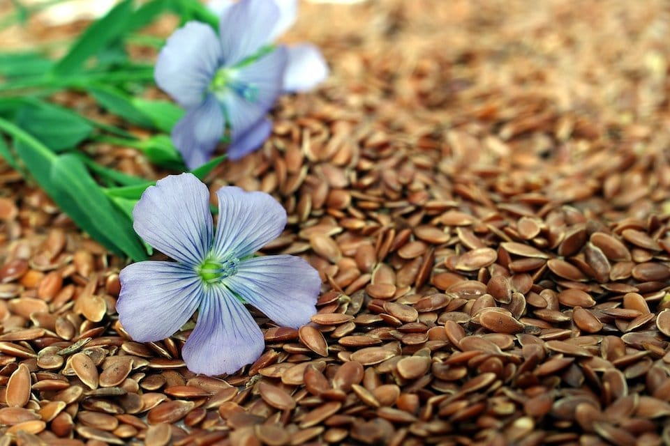 Organic Blue Flax Seeds — San Diego Seed Company